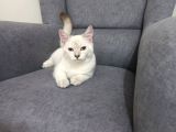 Aci̇l Ücretsi̇z British Shorthair Blue Point 6.5 Aylık Erkek