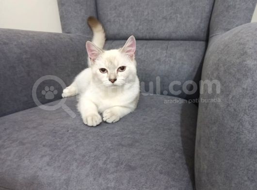 Aci̇l Ücretsi̇z British Shorthair Blue Point 6.5 Aylık Erkek görsel