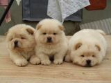 Show Kalite Chow Chow Yavrular