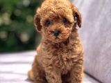 Sağlik Garanti̇li̇ Toy Poodle Bebekler