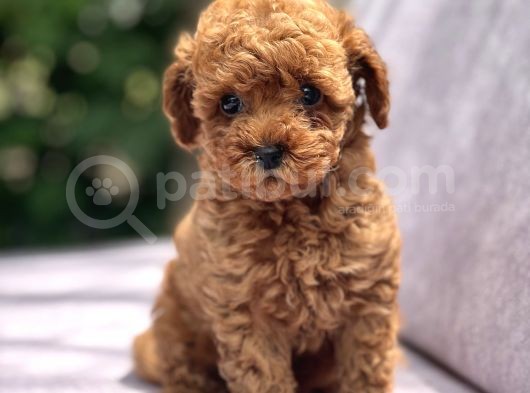 Sağlik Garanti̇li̇ Toy Poodle Bebekler görsel