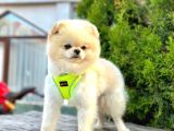 Safkan Pomeranian Boo