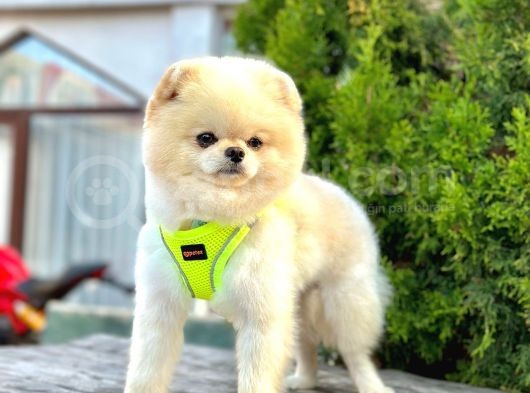 Safkan Pomeranian Boo görsel