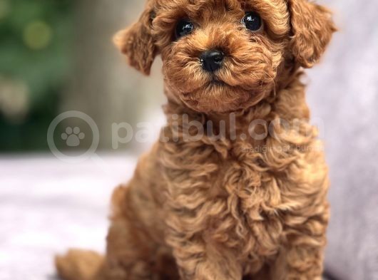 Sağlik Garanti̇li̇ Toy Poodle Bebekler görsel