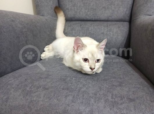 Aci̇l Ücretsi̇z British Shorthair Blue Point 6.5 Aylık Erkek görsel