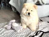 Bebek Surat Chow Chow Yavrular