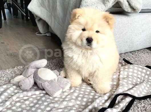 Bebek Surat Chow Chow Yavrular