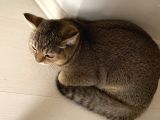 Aci̇l Ücretsi̇z British Shorthair 6.5 Aylık Golden Erkek