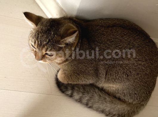 Aci̇l Ücretsi̇z British Shorthair 6.5 Aylık Golden Erkek görsel