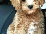 Mi̇ni̇ Malti̇poo Bebekler