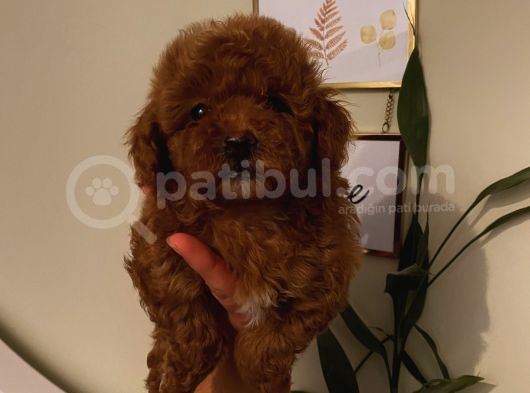 Redbrown Toy Poodle Bebekleeer görsel