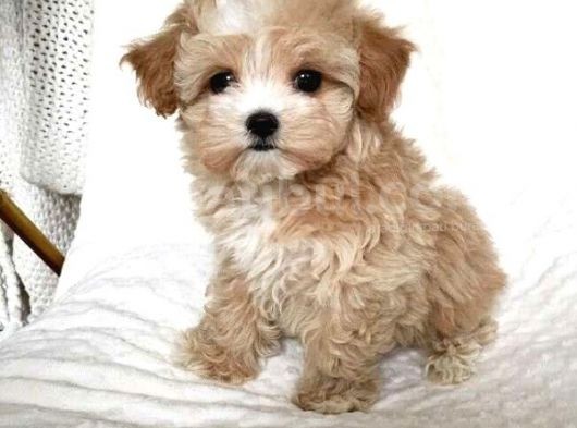 Mi̇ni̇ Malti̇poo Bebekler