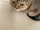 Aci̇l Ücretsi̇z British Shorthair 6.5 Aylık Golden Erkek
