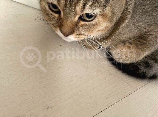 Aci̇l Ücretsi̇z British Shorthair 6.5 Aylık Golden Erkek görsel