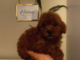 Redbrown Toy Poodle Bebekleeer