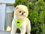 Safkan Pomeranian Boo