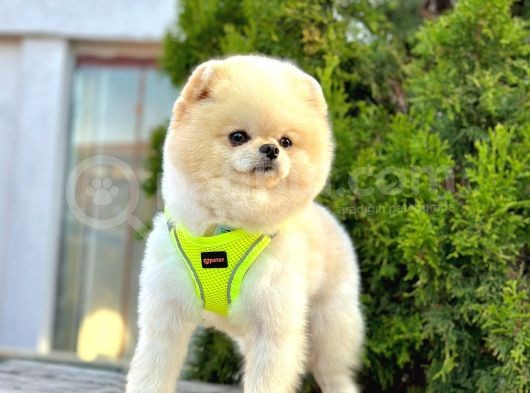 Safkan Pomeranian Boo