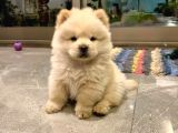 Bebek Surat Chow Chow Yavrular