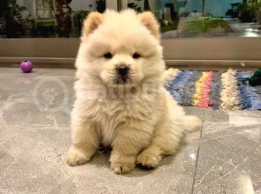 Bebek Surat Chow Chow Yavrular görsel