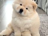 Bebek Surat Chow Chow Yavrular
