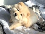 Bebek Surat Chow Chow Yavrular