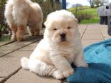 Show Kalite Chow Chow Yavrular