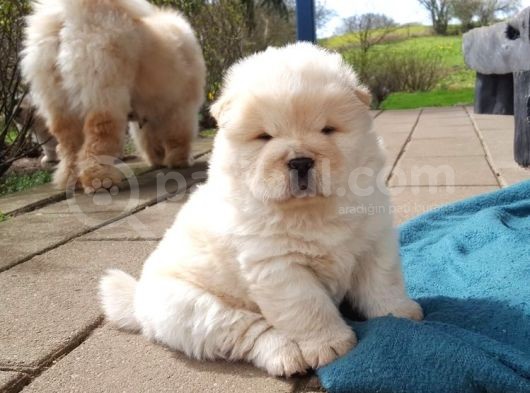 Show Kalite Chow Chow Yavrular görsel