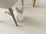 Aci̇l Ücretsi̇z British Shorthair Blue Point 6.5 Aylık Erkek