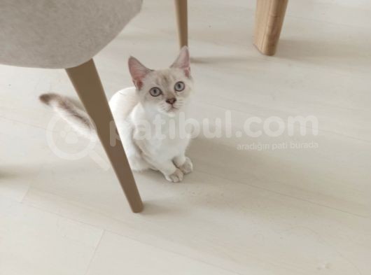Aci̇l Ücretsi̇z British Shorthair Blue Point 6.5 Aylık Erkek görsel