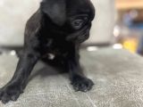 Safkan Pug Mops Bebekler