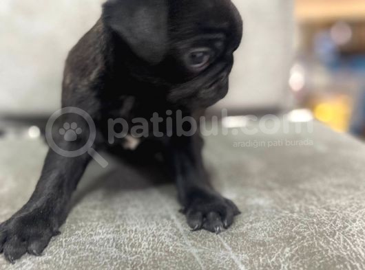 Safkan Pug Mops Bebekler görsel