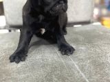 Safkan Pug Mops Bebekler