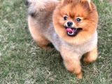 Yakışıklı Pomeranian Boo
