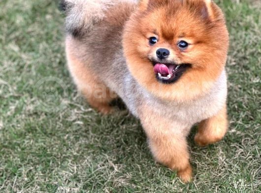 Yakışıklı Pomeranian Boo