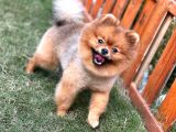 Yakışıklı Pomeranian Boo