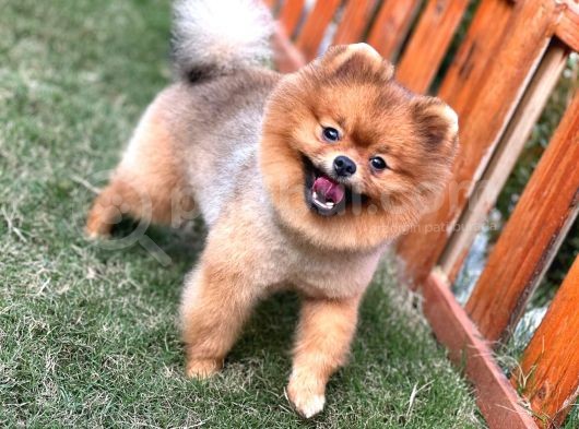 Yakışıklı Pomeranian Boo görsel