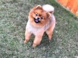 Yakışıklı Pomeranian Boo