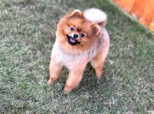 Yakışıklı Pomeranian Boo görsel