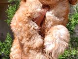 Sahibinden Toy Poodle Yavruları