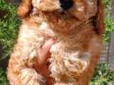 Sahibinden Toy Poodle Yavruları