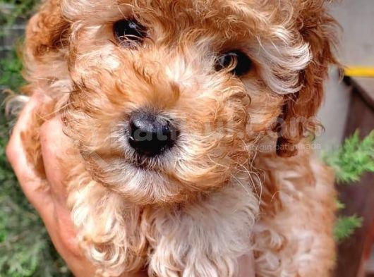Sahibinden Toy Poodle Yavruları görsel