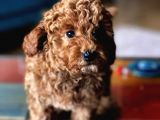 Çok Sevi̇mli̇ Poodle Yavrulari