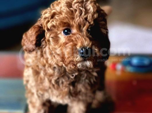 Çok Sevi̇mli̇ Poodle Yavrulari