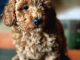Çok Sevi̇mli̇ Poodle Yavrulari