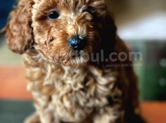 Çok Sevi̇mli̇ Poodle Yavrulari görsel