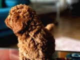 Çok Sevi̇mli̇ Poodle Yavrulari