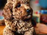 Çok Sevi̇mli̇ Poodle Yavrulari