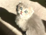 Yeni Yuvaları Için Hazır Minikler Fold