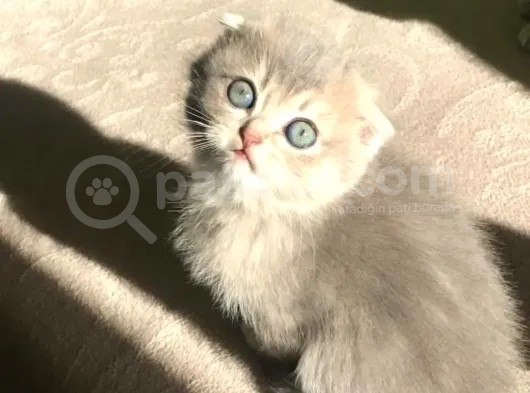 Yeni Yuvaları Için Hazır Minikler Fold görsel