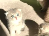 Yeni Yuvaları Için Hazır Minikler Fold